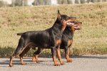 Photo Pinscher Nain
