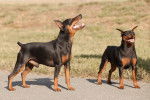 Photo Pinscher Nain
