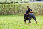 Photo Pinscher Nain