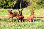 Photo Pinscher Nain