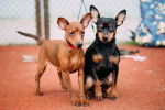 Photo Pinscher Nain