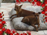 comète et clochette - Pinscher Nain
