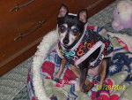 Spunky - Pinscher Nain (12 ans)