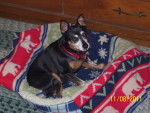 Spunky - Pinscher Nain (12 ans)