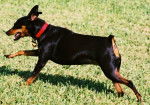 athena - Pinscher Nain (1 an)