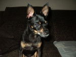 Tonet - Pinscher Nain Mâle