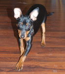 bipper - Pinscher Nain Mâle (1 an)