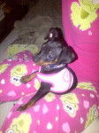 Kelly - Pinscher Nain (8 mois)