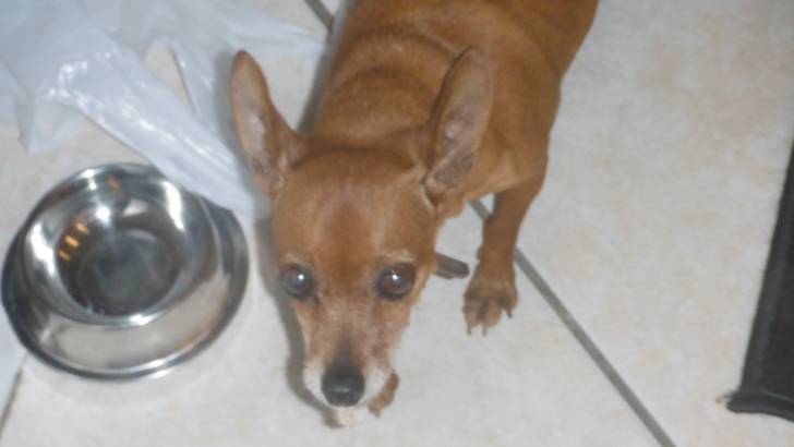 Anita - Pinscher Nain (12 ans)