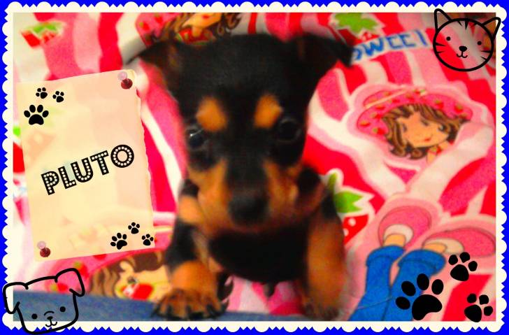 pluto - Pinscher Nain Mâle (3 mois)