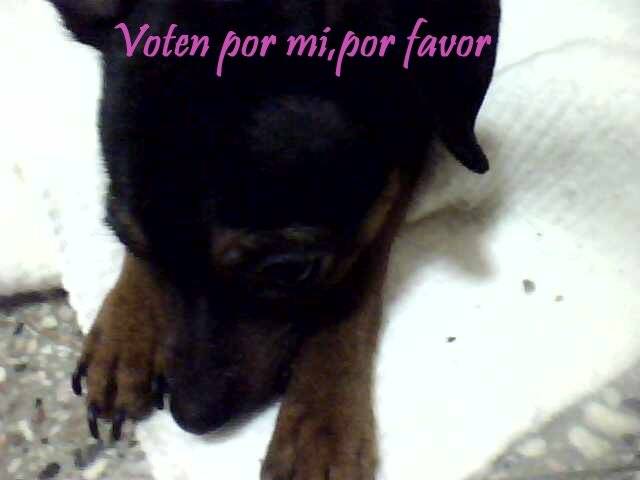 Anubis 2 - Pinscher Nain Mâle (7 mois)