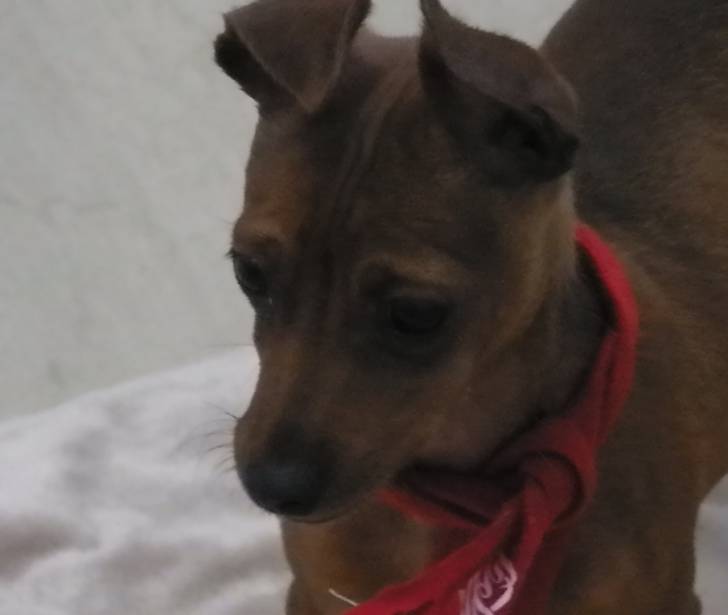 Tete - Pinscher Nain Mâle (5 mois)