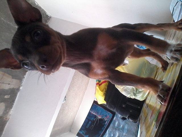 CaneLa - Pinscher Nain (2 mois)