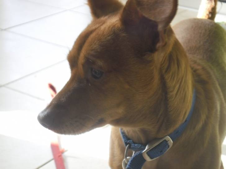 Menashe - Pinscher Nain (4 ans)