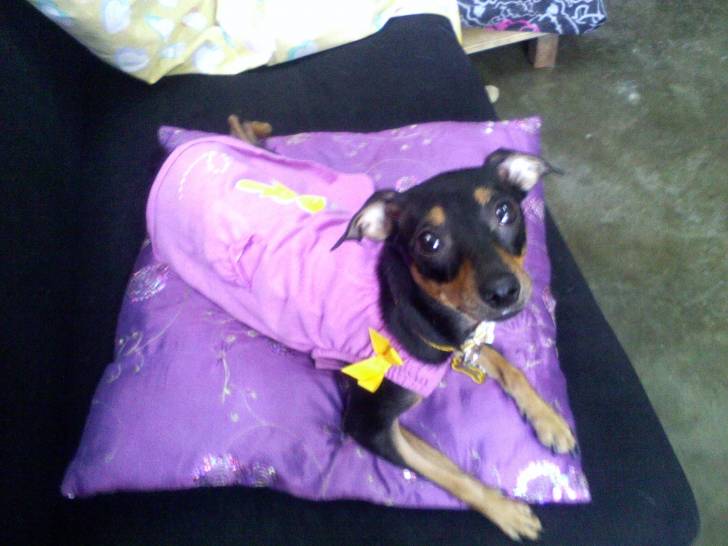 asiris - Pinscher Nain (1 an)