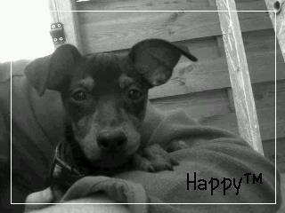 Happy ? - Pinscher Nain Mâle (11 mois)