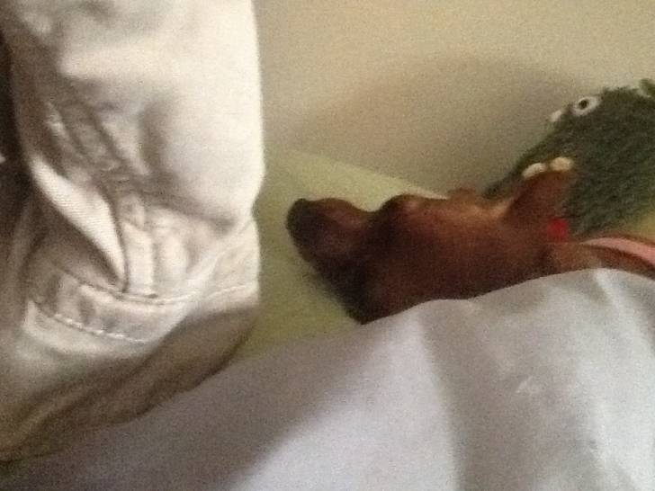 Pucca - Pinscher Nain (4 ans)