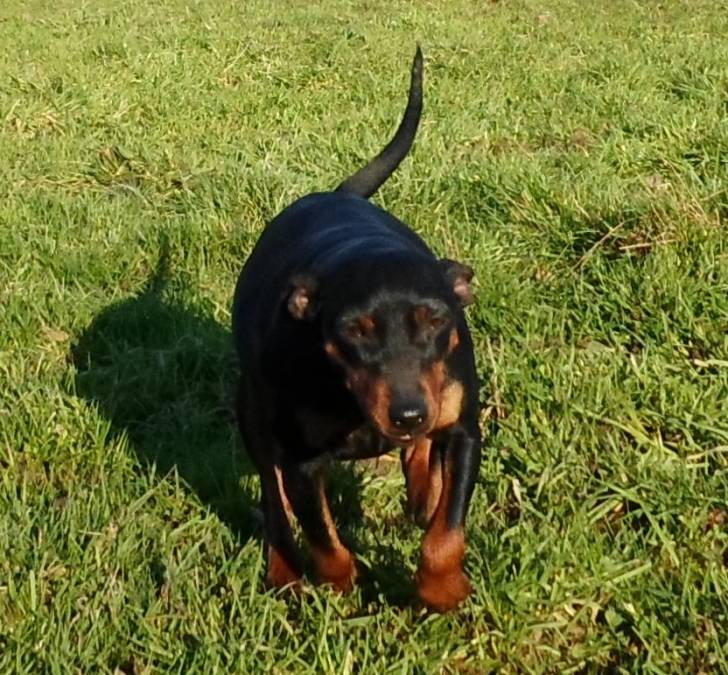 enola - Pinscher Nain (3 ans)