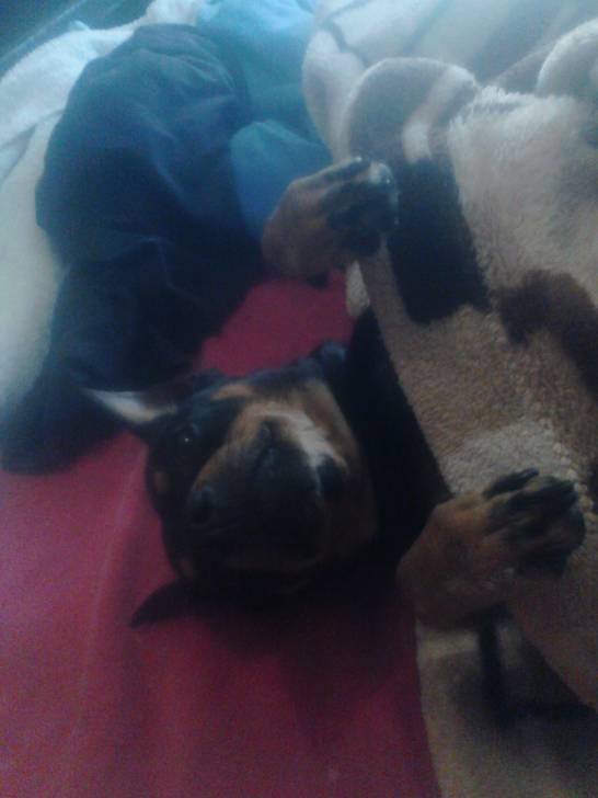 Luna - Pinscher Nain (2 ans)