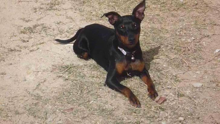 Coco - Pinscher Nain Mâle (4 ans)