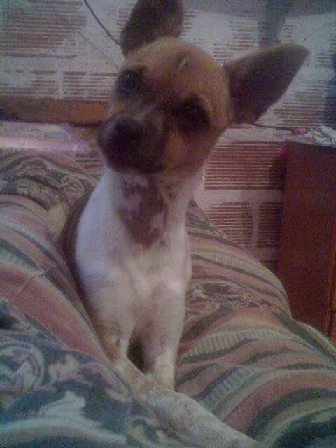 luli - Pinscher Nain (2 ans)