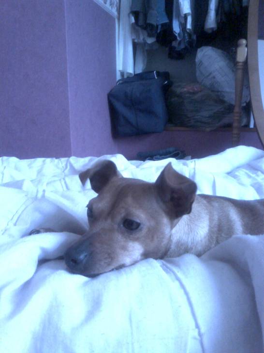 eden - Pinscher Nain (5 ans)