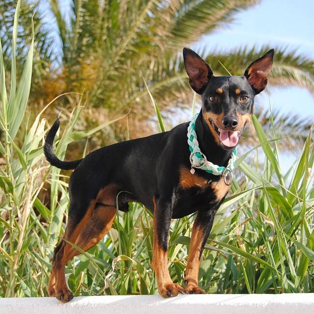 heiko - Pinscher Nain Mâle (4 ans)