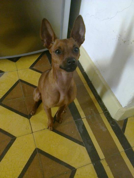 Capone - Pinscher Nain Mâle (2 ans)