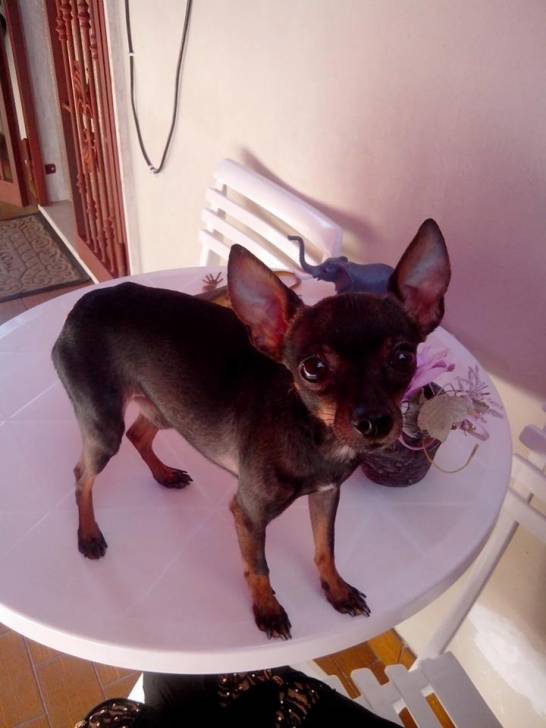 Amorek - Pinscher Nain Mâle (5 ans)