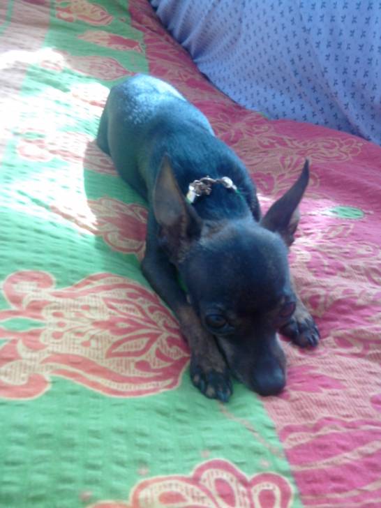 Amorek - Pinscher Nain Mâle (5 ans)
