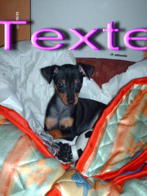 pinscher nain klein - Pinscher Nain