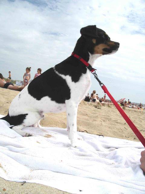 Choops king charles croisé pincher - Pinscher Nain Mâle