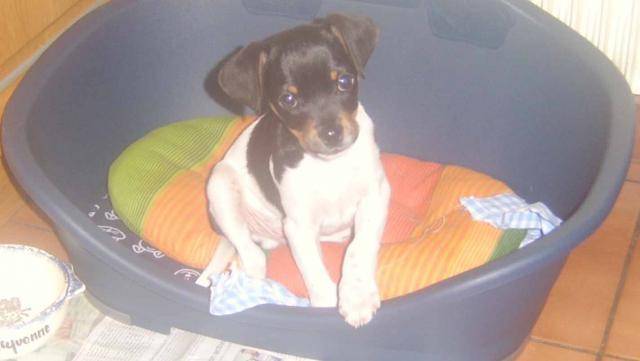 Choops king charles croisé pincher (2) - Pinscher Nain