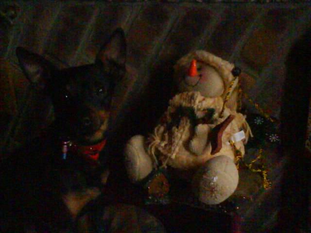 Gribouille, Pinscher nain - Pinscher Nain