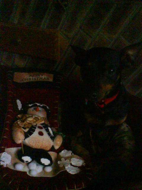 Gribouille, Pinscher nain - Pinscher Nain