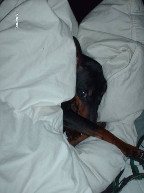 klein pinscher nain - Pinscher Nain