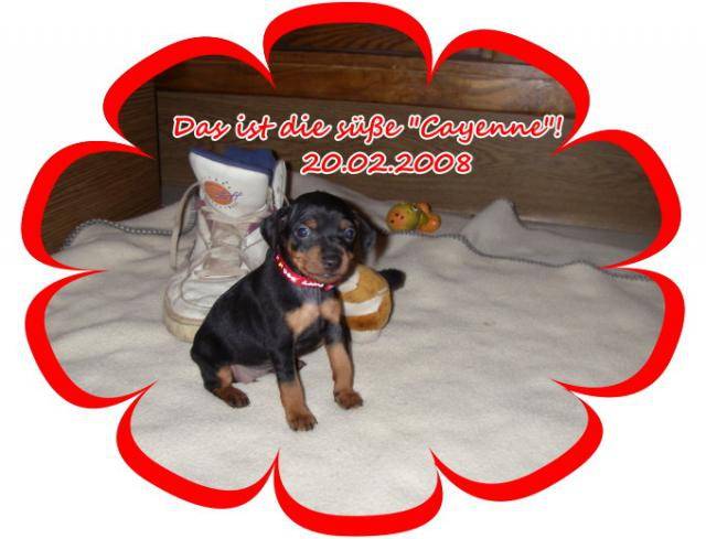 cayenne pinscher nain 5 semaines et demie - Pinscher Nain