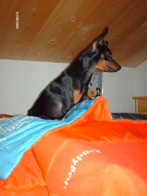 klein pinscher nain - Pinscher Nain