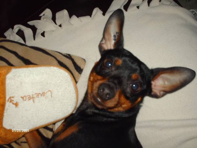 klein pinscher nain - Pinscher Nain