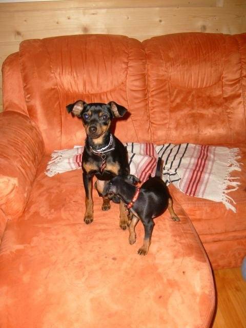 skrapy et cayenne pinscher nain mâle et femelle - Pinscher Nain