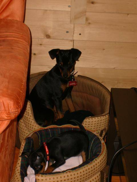 skrapy et cayenne pinscher nain mâle et femelle - Pinscher Nain