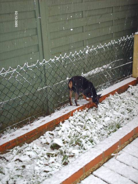 klein pinscher nain - Pinscher Nain