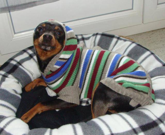 klein pinscher nain - Pinscher Nain