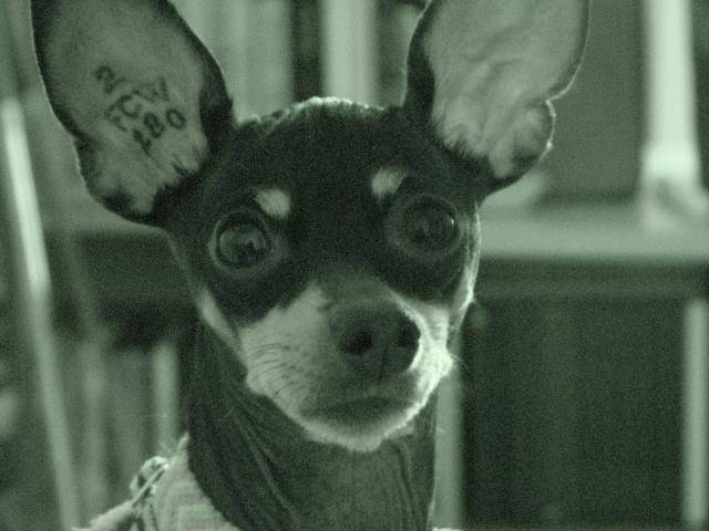 PINSCHER NAIN-LADY - Pinscher Nain