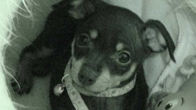 PINSCHER NAIN-ROSE - Pinscher Nain