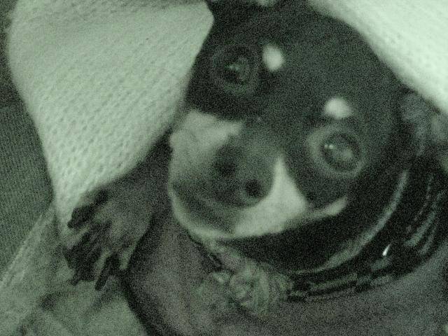 PINSCHER NAIN-LADY - Pinscher Nain