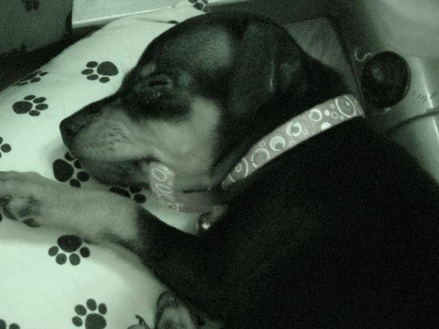 PINSCHER NAIN-ROSE - Pinscher Nain