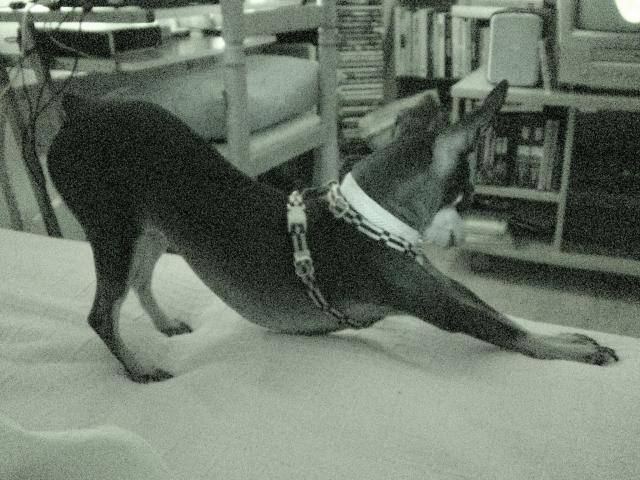 PINSCHER NAIN-LADY - Pinscher Nain