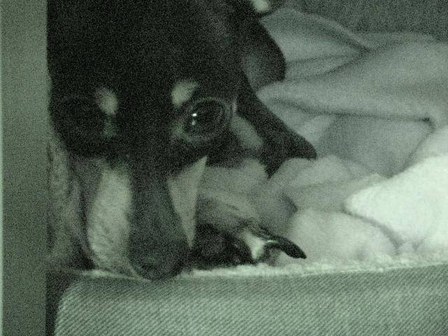 PINSCHER NAIN-LADY - Pinscher Nain