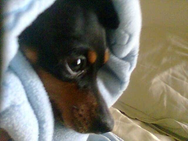 PINSCHER NAIN-LADY - Pinscher Nain